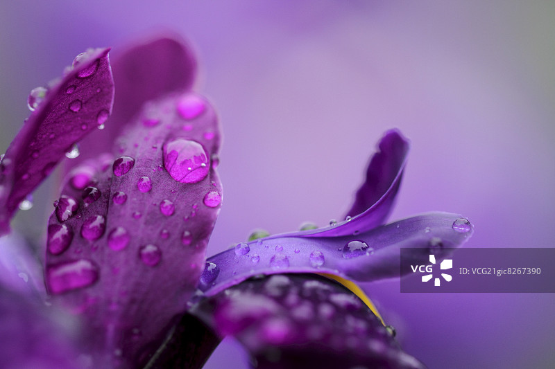 日本的虹膜图片素材