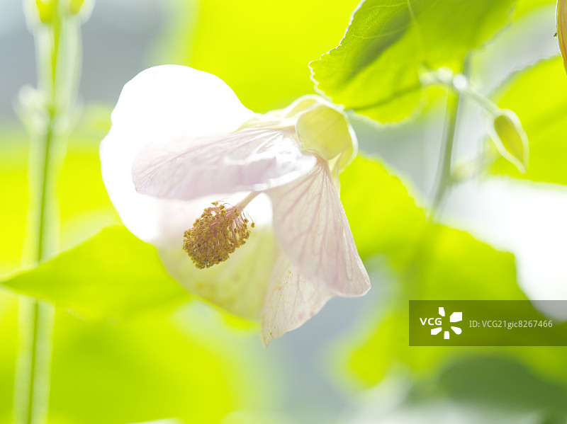 中国桔梗花图片素材