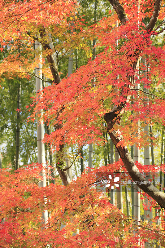 竹林红枫，静冈县风光图片素材