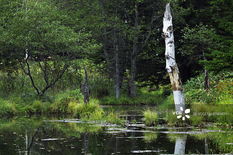 北海道十胜的湖泊和绿地图片素材