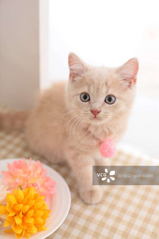 英国短毛猫图片素材