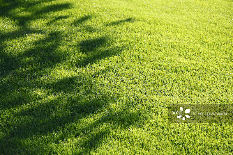 草坪上的树影图片素材