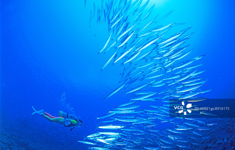 日本鹿儿岛梭鱼与潜水员图片素材