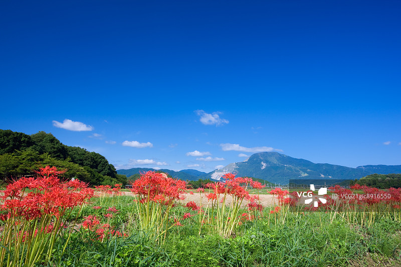 日本滋贺县伊吹山图片素材