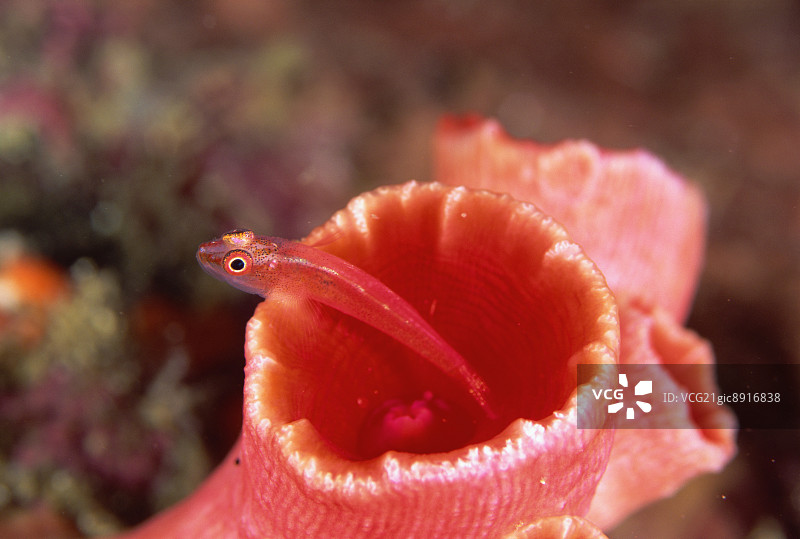 日本静冈的常见幽灵虾虎鱼图片素材