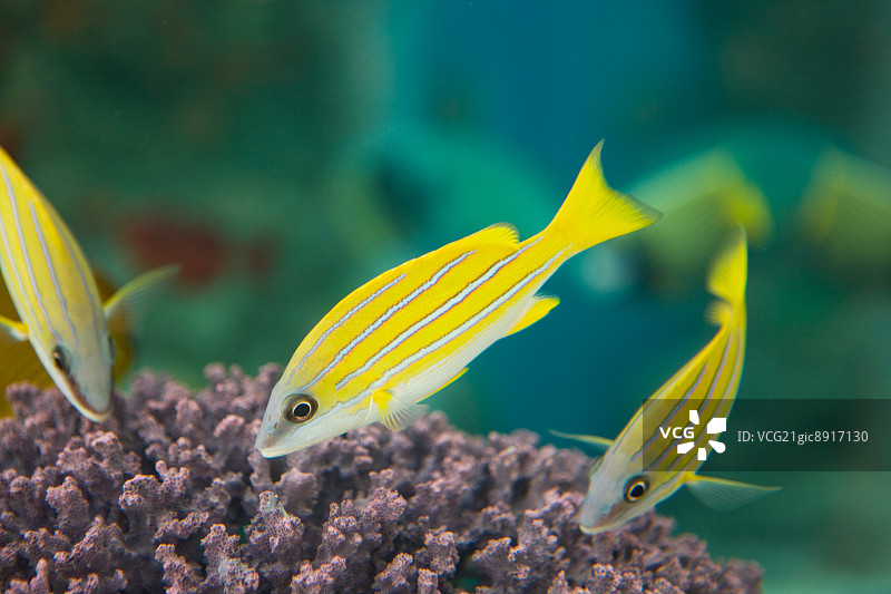 金带乌尾鮗图片素材