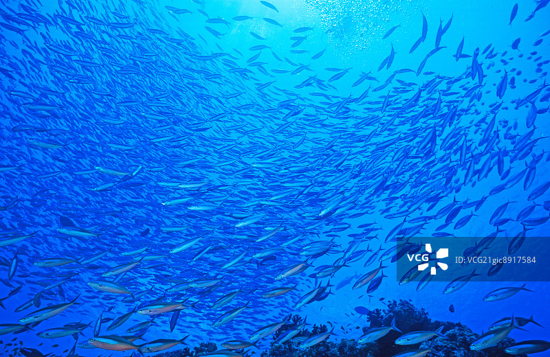 一群丝尾 snapper 鱼，日本鹿儿岛图片素材
