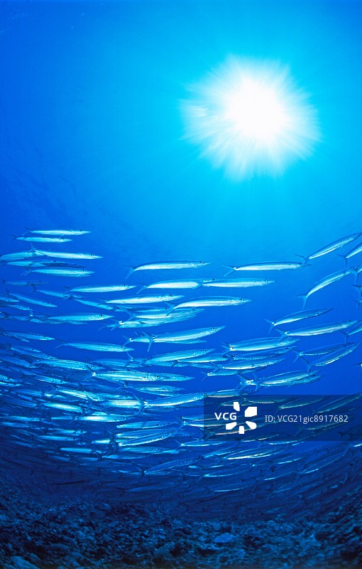 梭鱼，日本鹿儿岛图片素材