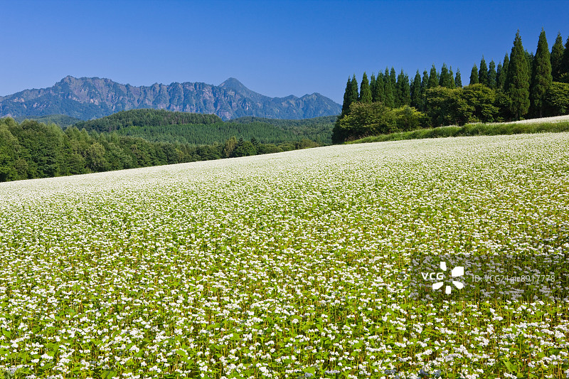 日本长野县荞麦花与户隐峰图片素材