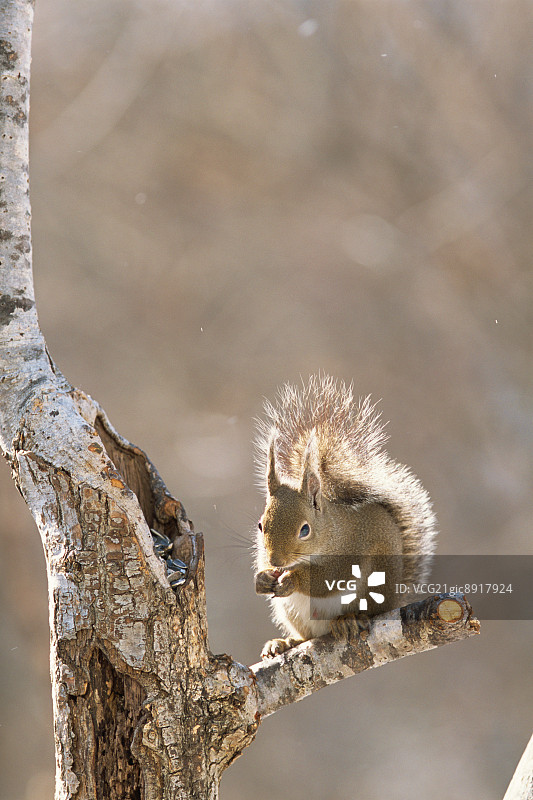 日本栃木县的松鼠图片素材