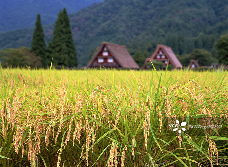 日本岐阜县白川图片素材