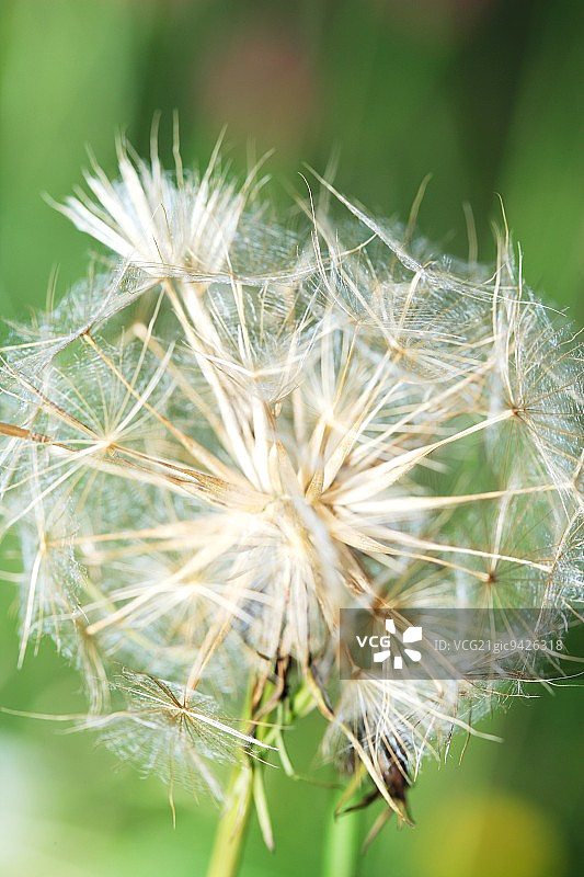 草甸婆罗门参特写图片素材