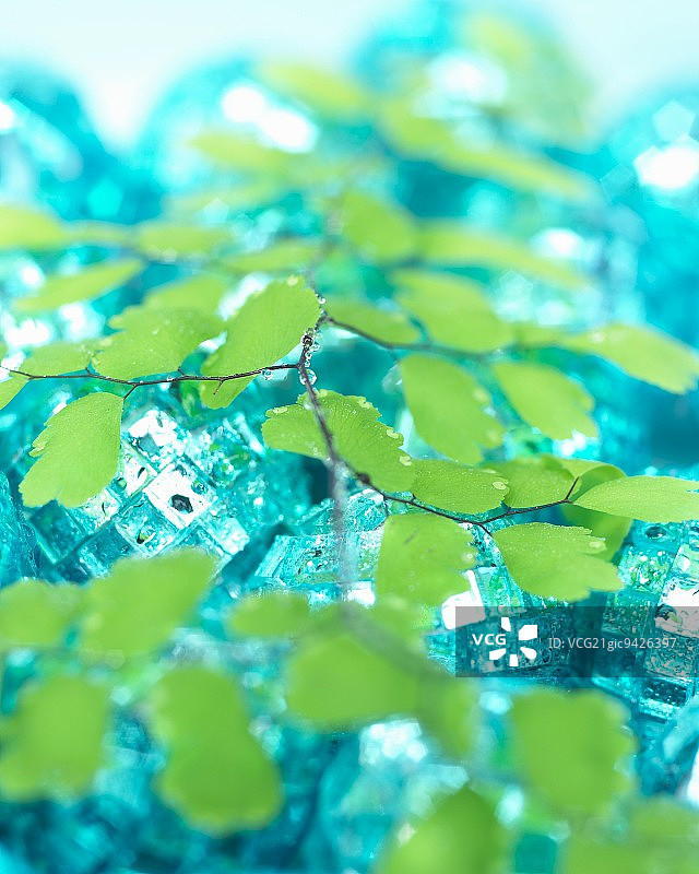 铁线蕨叶子在迪斯科球上图片素材