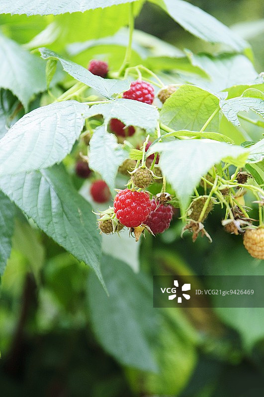 覆盆子植物图片素材