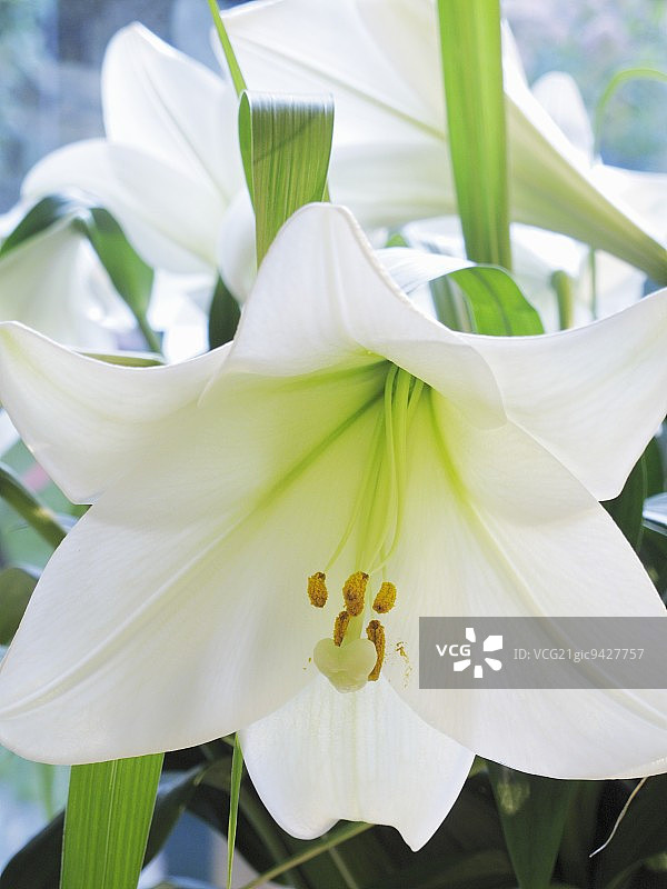 白色百合花（特写）图片素材