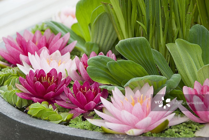 石碗中的水生植物（睡莲、漂浮蕨、满江红、水莴苣）图片素材