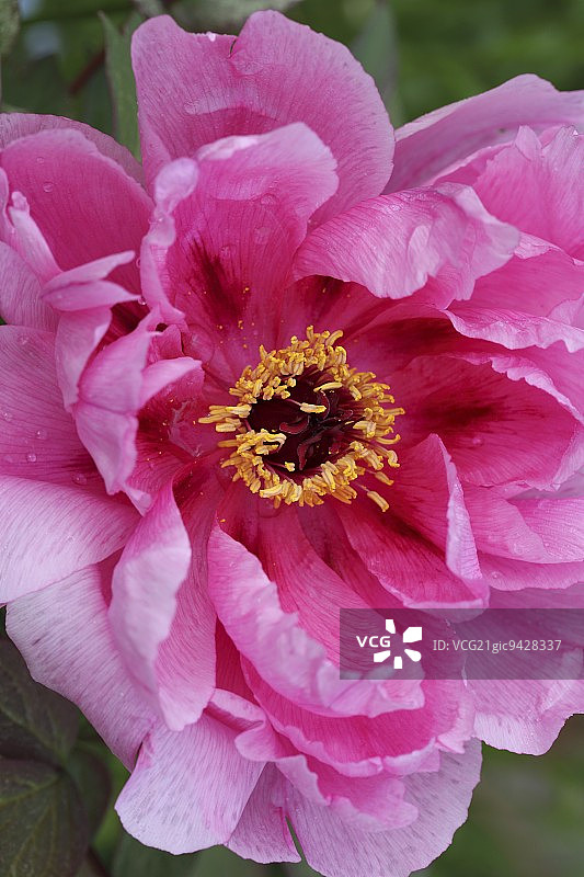 粉色牡丹图片素材