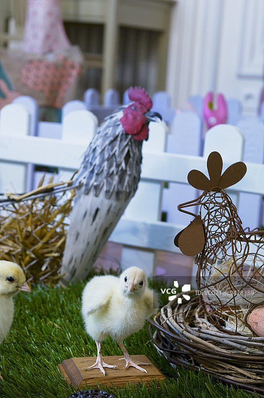 活雏鸡与复活节装饰品图片素材