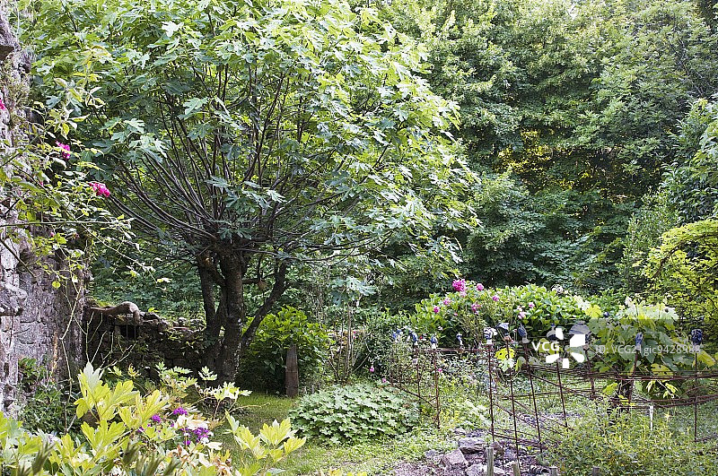 夏日花园：石墙与盛开的植物图片素材