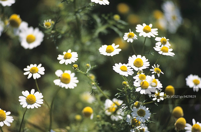 户外开放的洋甘菊花图片素材