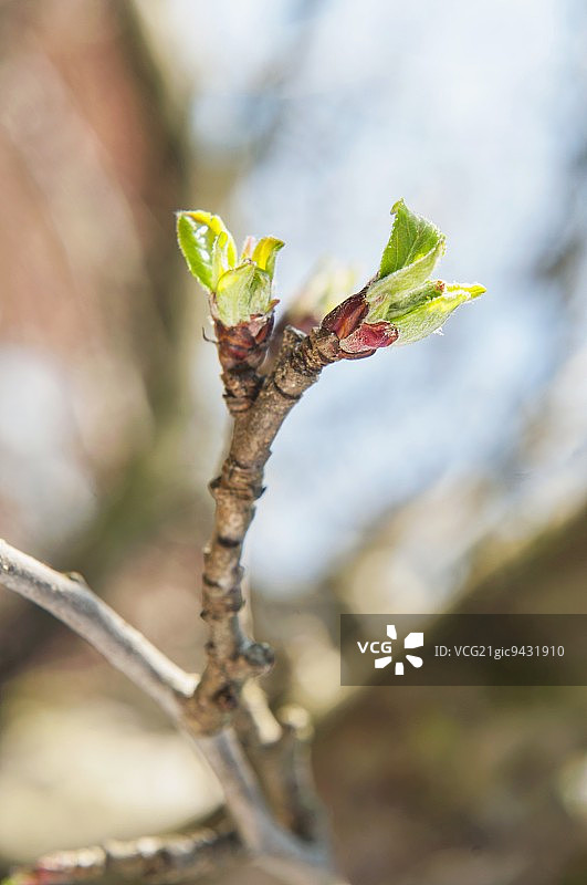 春天苹果树枝与花苞嫩叶图片素材