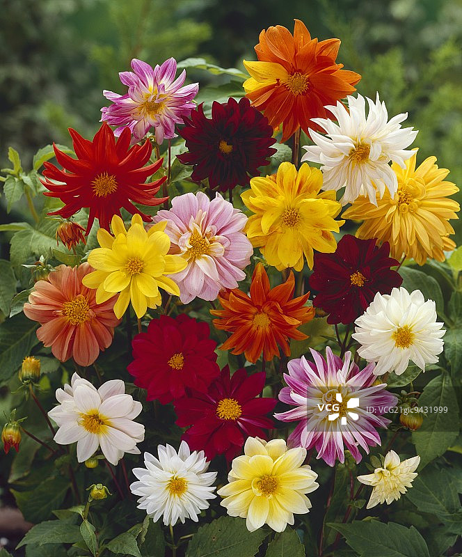 花园里的大丽花图片素材