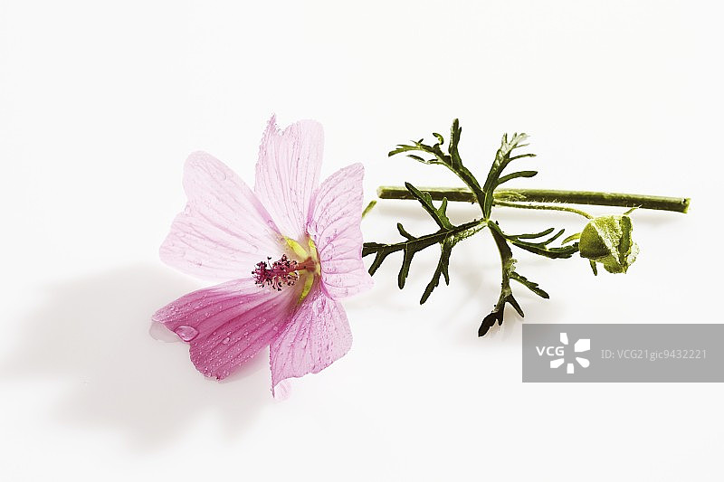 锦葵花图片素材