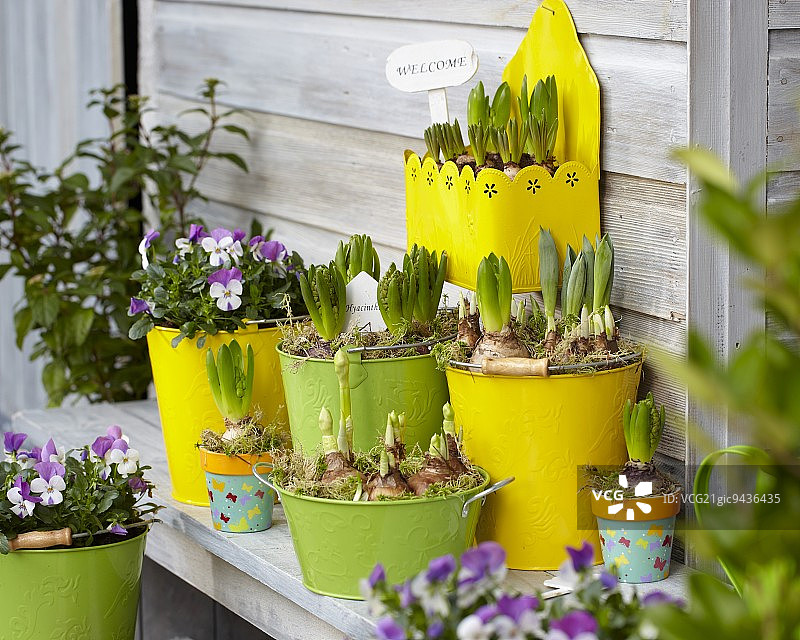 春天花盆中的球茎图片素材