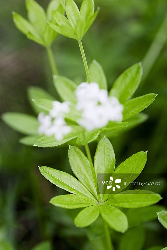 附有鲜花的新鲜香车叶草图片素材