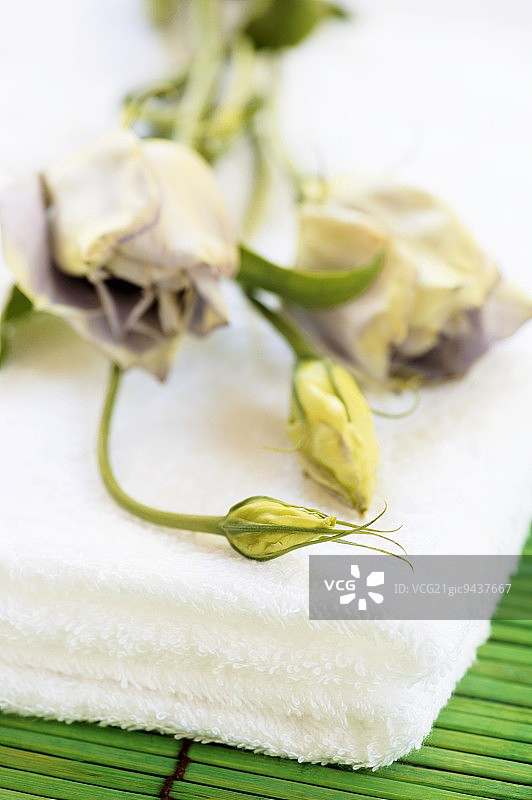 毛巾上的洋桔梗图片素材