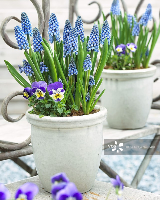 蓝色葡萄风信子和角堇盆栽图片素材