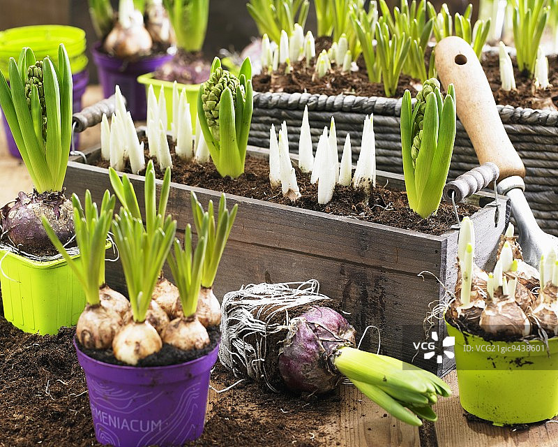盆栽和花箱中带有土壤和根球的各种球茎图片素材