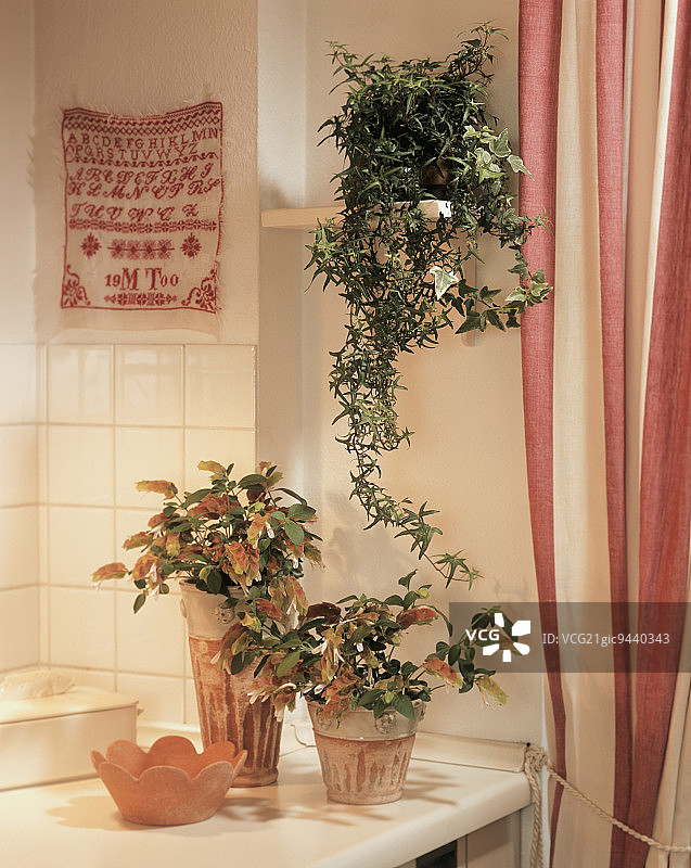 地中海赤陶盆中的虾衣花和常春藤图片素材