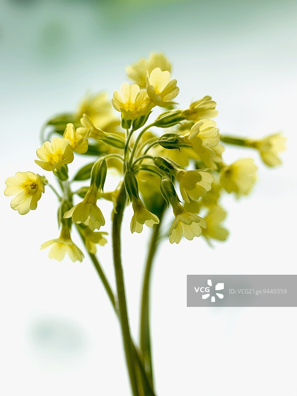 报春花图片素材