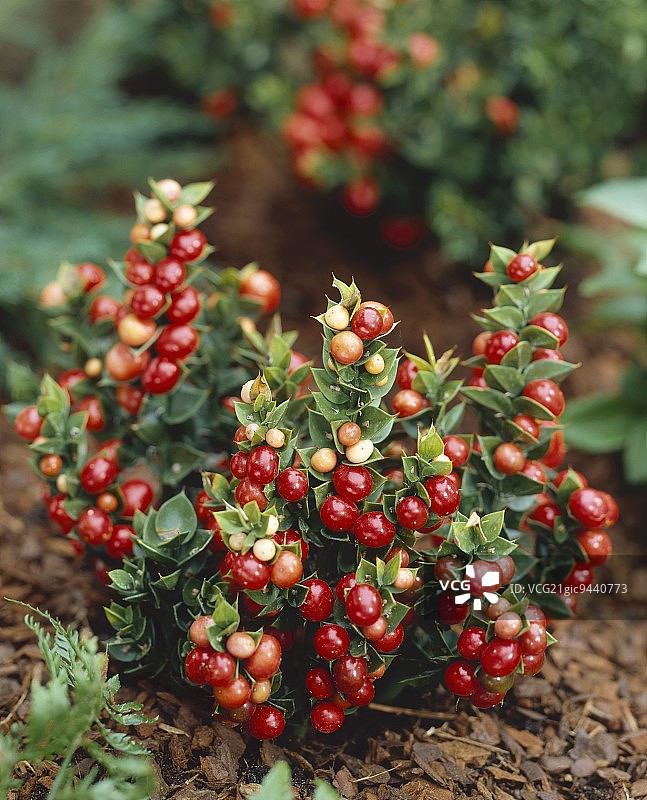屠夫的扫帚(Ruscus aculeatus 'John Redmond')图片素材