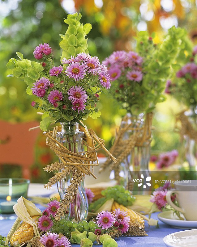 小束米迦勒雏菊“罗莎·西格”图片素材