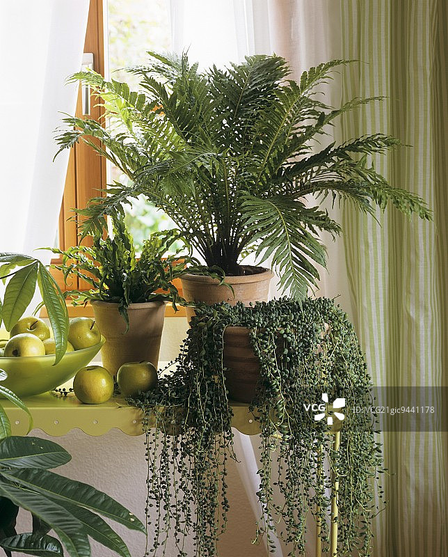 绿色窗户：千里光、Dicksonia和树蕨图片素材