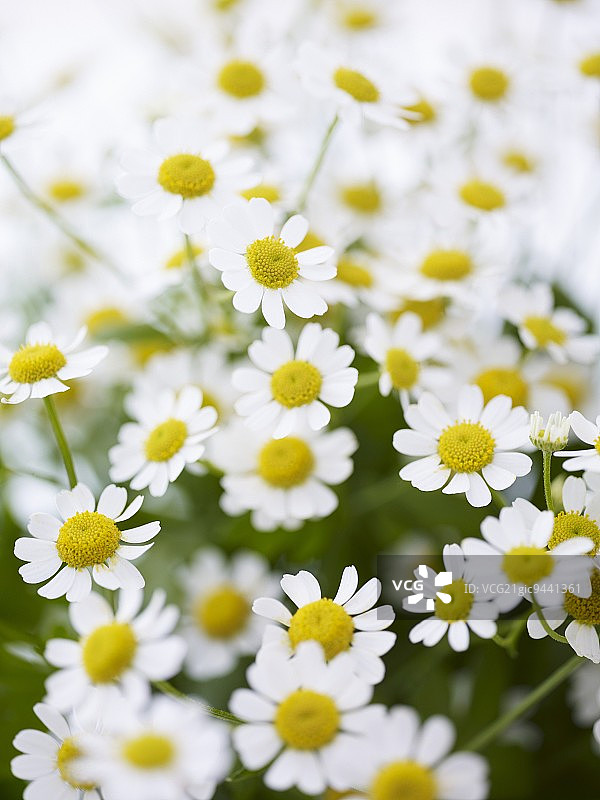 洋甘菊花卉图片素材