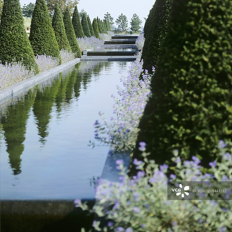修剪整齐的红豆杉树篱（欧洲红豆杉）图片素材