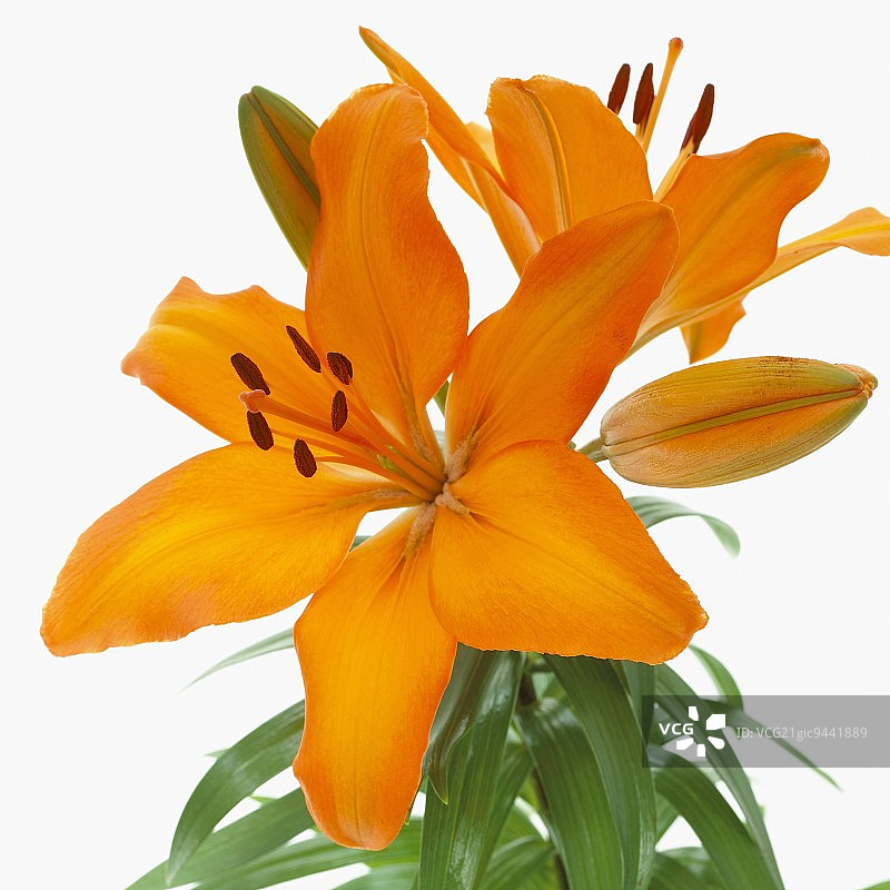 橙色百合花（‘Tiny Diary’）图片素材