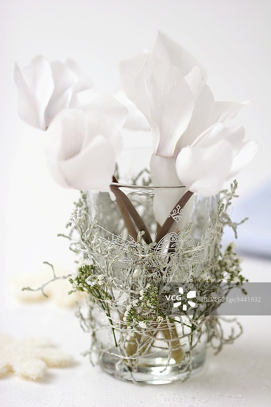 玻璃花瓶中的白色仙客来图片素材