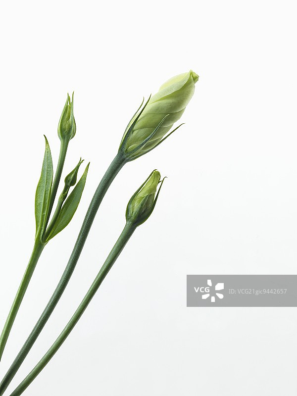 白色封闭草原龙胆花蕾图片素材