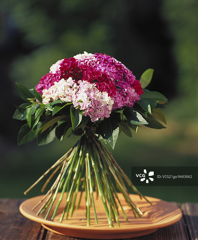 香石竹花束图片素材