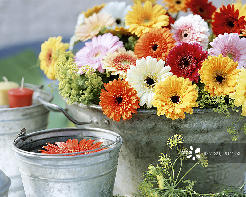 锌桶里的非洲菊图片素材