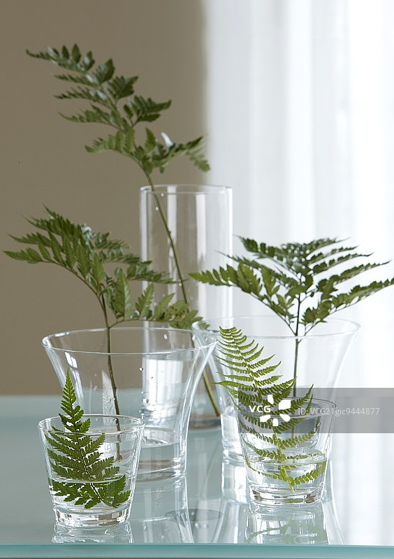 玻璃杯中的蕨类叶片图片素材