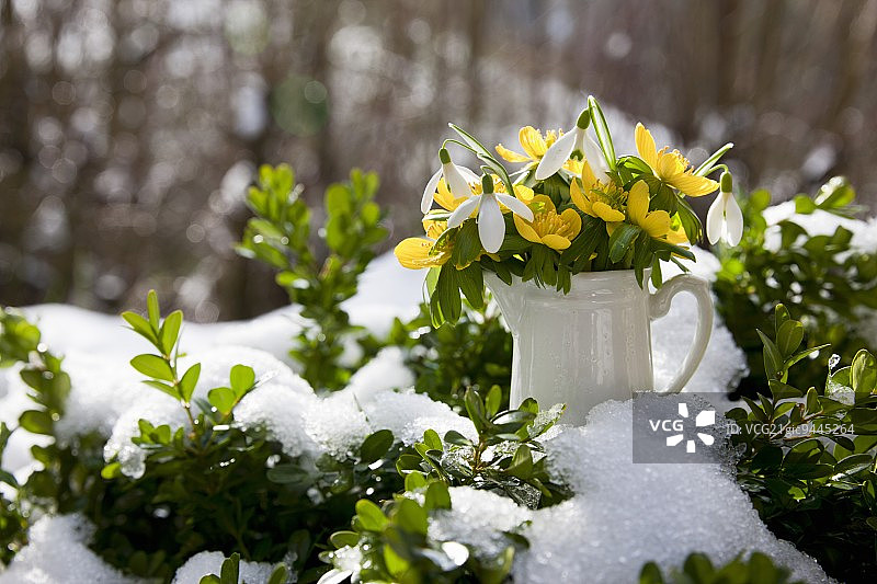 雪地里的小花瓶，装着乌头叶和雪花莲图片素材