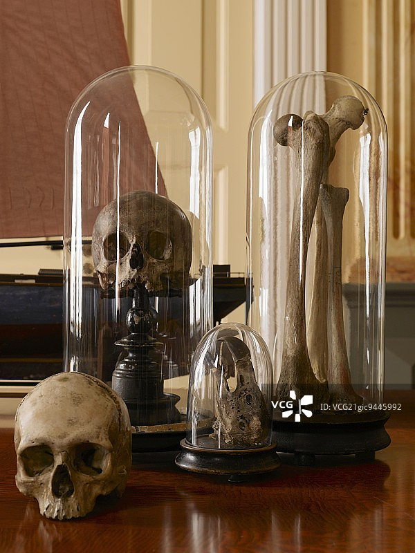 古董木架上钟形玻璃罩里的骷髅和骨头图片素材