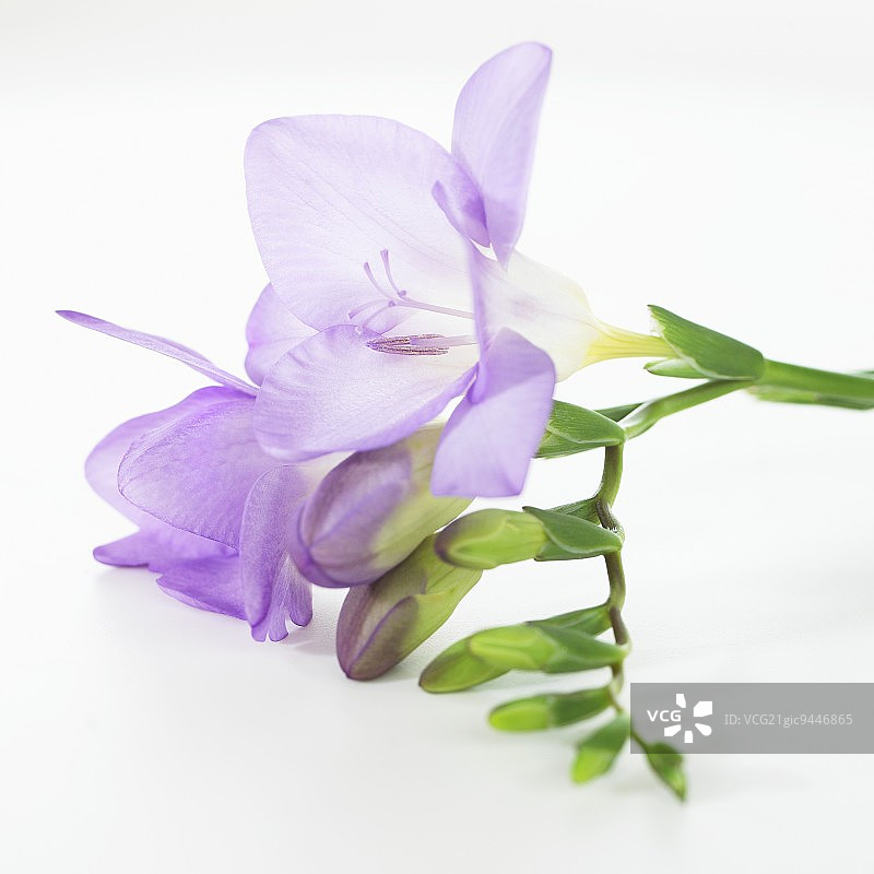 紫色小苍兰图片素材