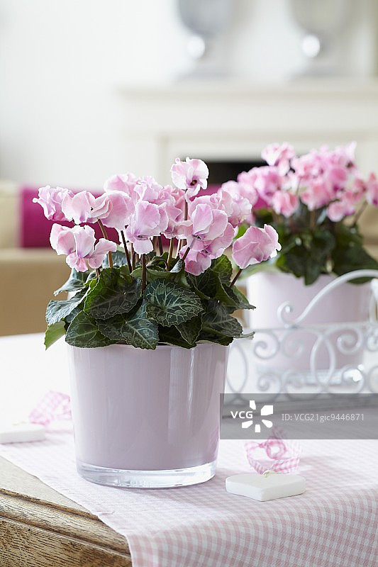 迷你仙客来餐桌摆件图片素材