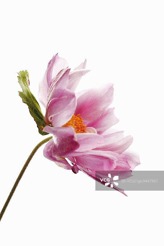 粉色日本银莲花图片素材